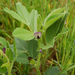Johann’s Vetch - Photo (c) josefwirth, some rights reserved (CC BY-NC), uploaded by josefwirth