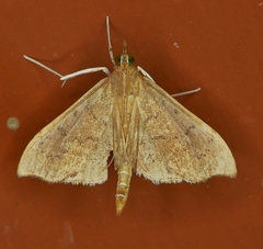 Sericoplaga externalis