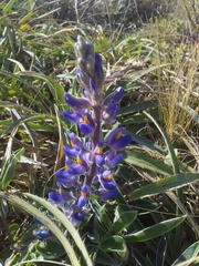Lupinus multiflorus