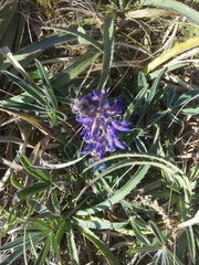 Lupinus multiflorus