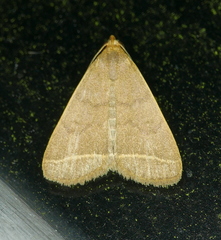 Simplicia cornicalis