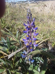 Lupinus multiflorus