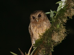 Megascops ingens colombianus