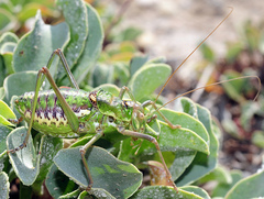 Parasteropleurus martorellii