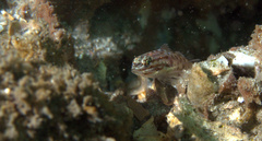 Coryphopterus