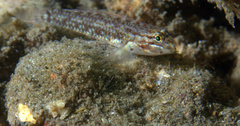 Coryphopterus