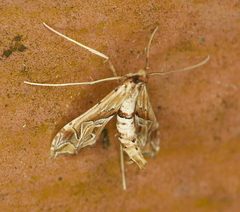 Lineodes fontella