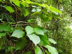 Louteridium donnell-smithii