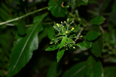 Blumea paniculata