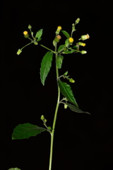 Blumea paniculata