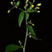 Blumea paniculata - Photo (c) S.MORE, algunos derechos reservados (CC BY-NC), subido por S.MORE