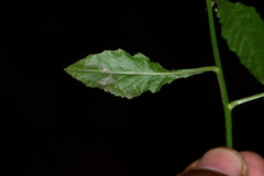 Blumea paniculata