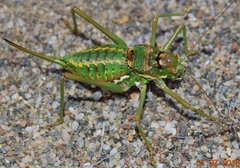 Parasteropleurus martorellii
