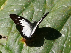 Catasticta prioneris