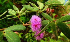 Mimosa albida