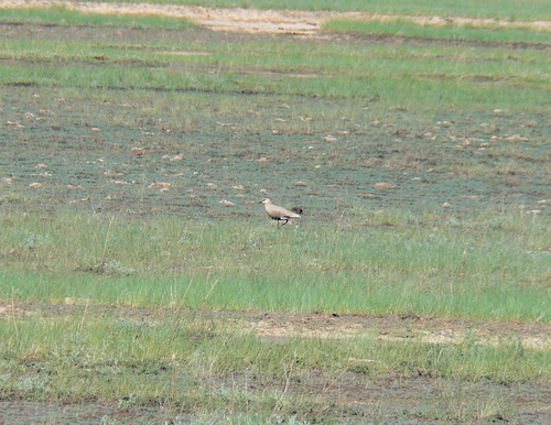 Sociable Lapwing