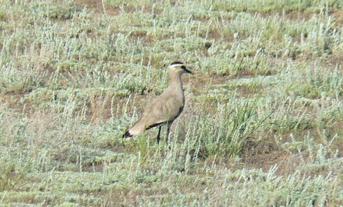 Avefría sociable (Vanellus gregarius)