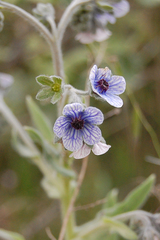 Cynoglossum creticum