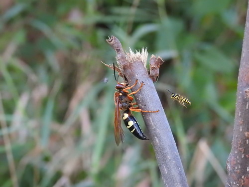 Eastern Cicada-killer Wasp, Ohio, US, photo 10 of 10
