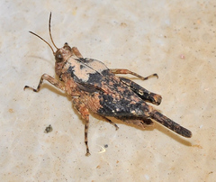 Paratettix meridionalis