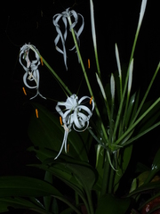Hymenocallis tubiflora