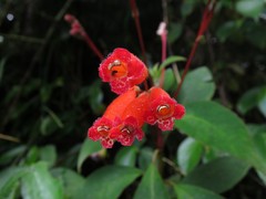 Kohleria trianae