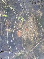 Ranunculus saniculifolius