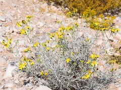 Senecio flaccidus flaccidus