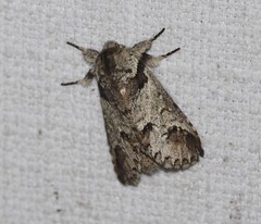 Antithemerastis acrobela
