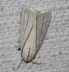 Cryptophasa flavolineata