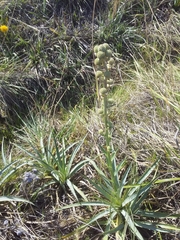 Eryngium megapotamicum