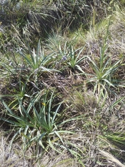 Eryngium megapotamicum