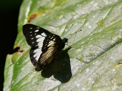 Catasticta prioneris