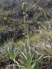 Eryngium megapotamicum