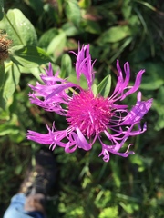 Centaurea nervosa