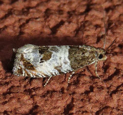 Notocelia rosaecolana