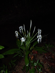 Hymenocallis tubiflora