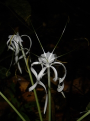 Hymenocallis tubiflora