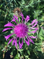 Centaurea nervosa