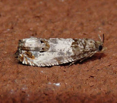 Notocelia rosaecolana