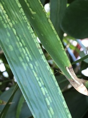 Stigmaeopsis celarius