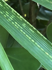 Stigmaeopsis celarius