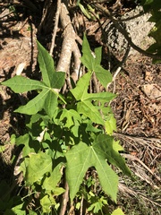 Cnidoscolus aconitifolius