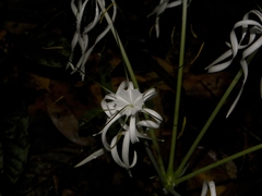 Hymenocallis tubiflora