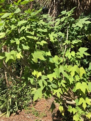 Cnidoscolus aconitifolius