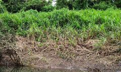 Tripsacum latifolium