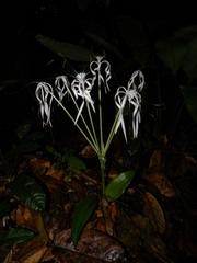 Hymenocallis tubiflora