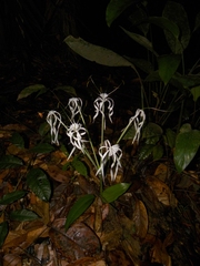 Hymenocallis tubiflora