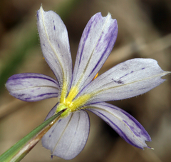 Sisyrinchium halophilum