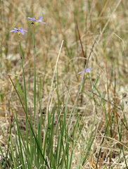 Sisyrinchium halophilum